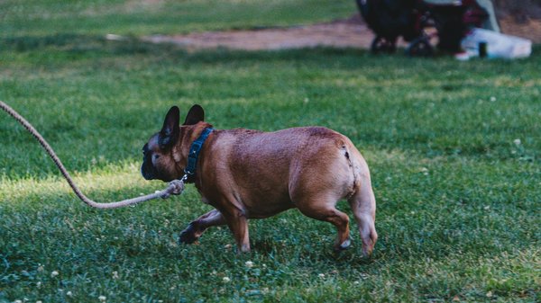Découvrez tout sur le bien-être de votre chien !