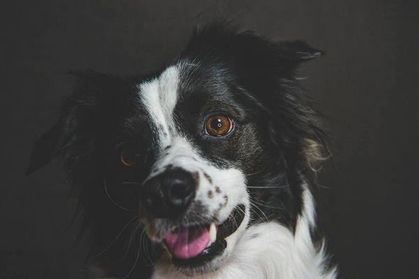 Paté pour chien : des terrines savoureuses et saines !