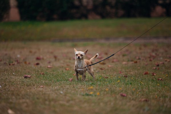 Nouvelles tendances pour chiens et chats en 2024