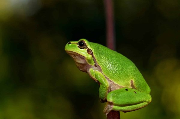 Comment les grenouilles et les amphibiens contribuent-ils à l'indicateur de santé des écosystèmes ?