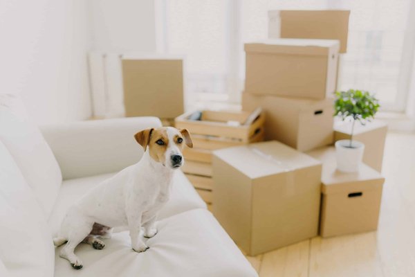 Quels sont les meilleurs moyens de réduire l'anxiété d'un chien dans des espaces publics animés ?